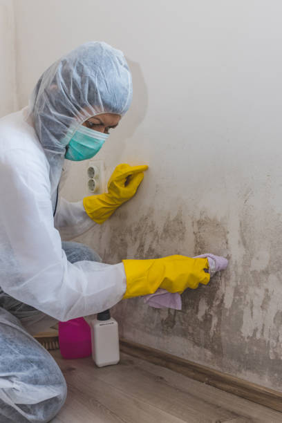Best Environmental Consulting for Mold Prevention  in Chubbuck, ID